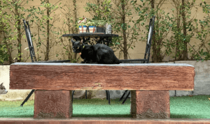 ม้านั่งปูนแบบขอนไม้