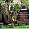 ม้านั่งปูนสนาม ลายขอนไม้ ม้านั่งปูนลายขอนไม้ 150 ซม. หน้าขีด มณีกูลศิลป์
